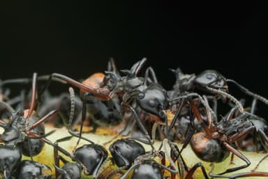 Dolichoderus cuspidatus photo 1