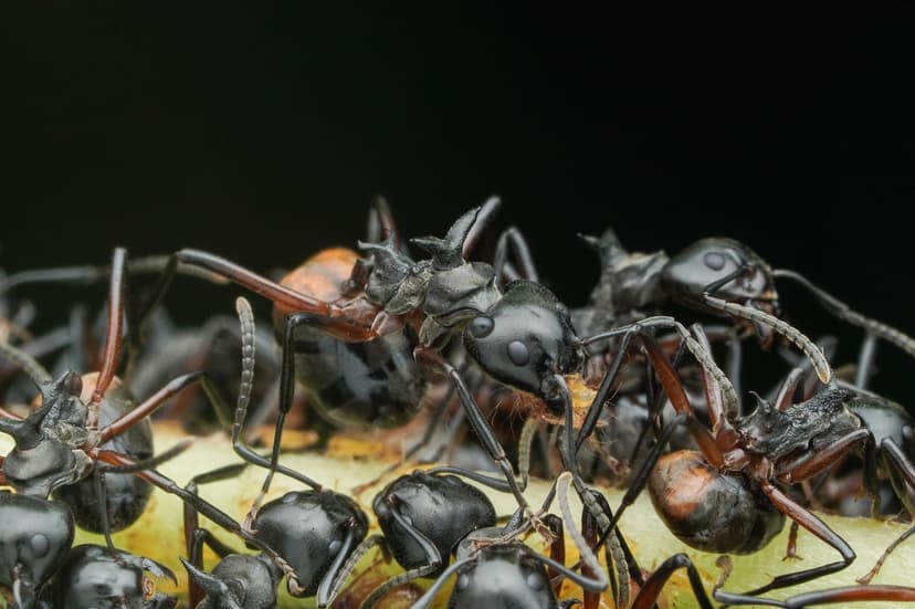 Dolichoderus cuspidatus photo 1