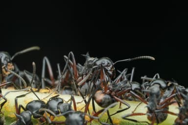 Dolichoderus cuspidatus photo 2