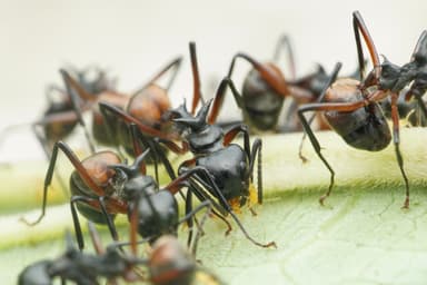 Dolichoderus cuspidatus photo 4
