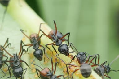 Dolichoderus cuspidatus photo 9