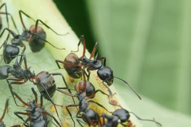 Dolichoderus cuspidatus photo 10