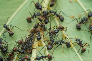Dolichoderus cuspidatus photo 11