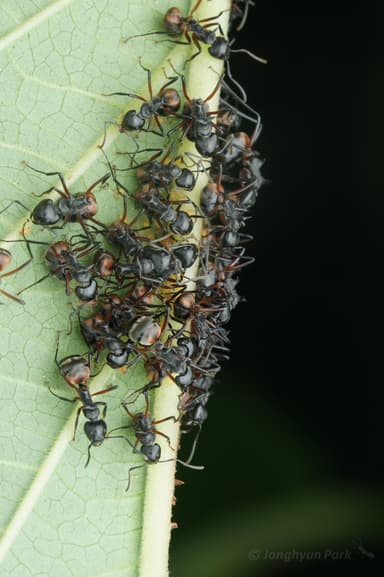 Dolichoderus cuspidatus photo 12