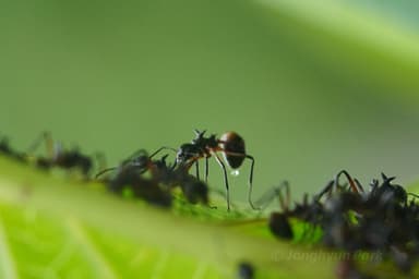 Dolichoderus cuspidatus photo 13