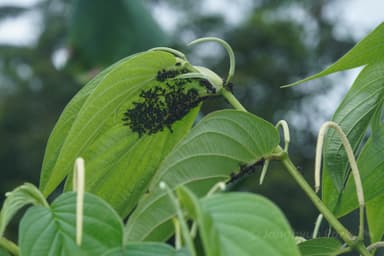 Dolichoderus cuspidatus photo 14