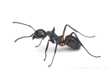 Dolichoderus cuspidatus photo 15