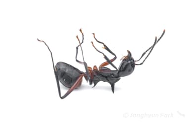 Dolichoderus cuspidatus photo 16