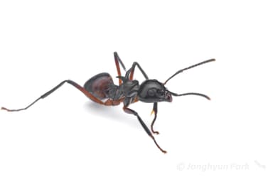 Dolichoderus cuspidatus photo 17