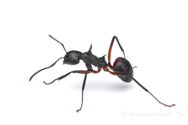 Dolichoderus cuspidatus photo 18