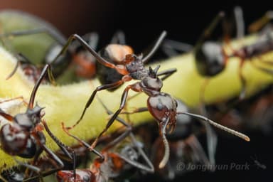 Dolichoderus cuspidatus photo 19