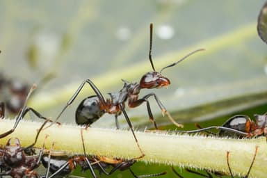 Dolichoderus cuspidatus photo 20