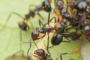 Dolichoderus cuspidatus photo 21