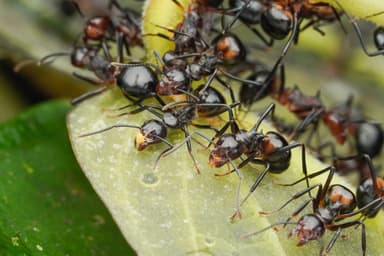 Dolichoderus cuspidatus photo 23