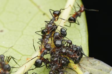 Dolichoderus cuspidatus photo 27