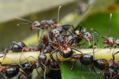 Dolichoderus cuspidatus photo 28