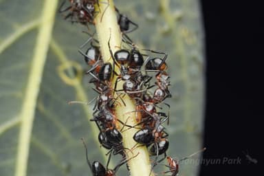 Dolichoderus cuspidatus photo 30