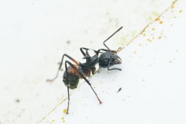 Dolichoderus cuspidatus photo 39