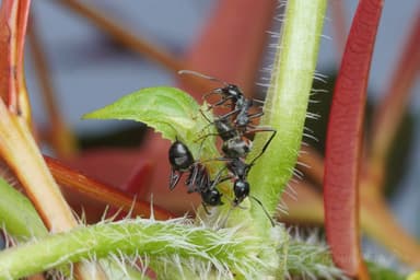 Dolichoderus cuspidatus photo 40