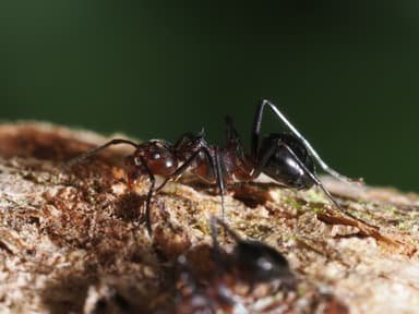 Dolichoderus cuspidatus photo 41