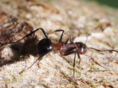Dolichoderus cuspidatus photo 42