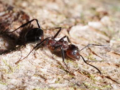 Dolichoderus cuspidatus photo 43