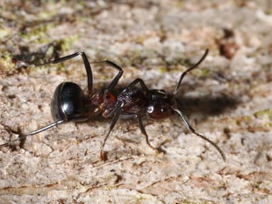 Dolichoderus cuspidatus photo 44
