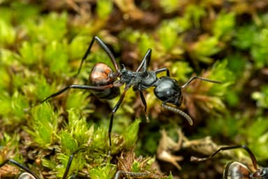 Dolichoderus cuspidatus photo 45