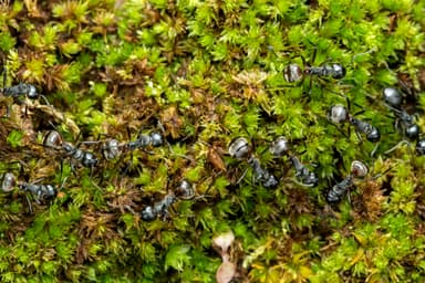 Dolichoderus cuspidatus photo 46