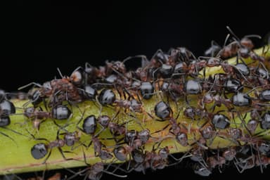 Dolichoderus cuspidatus photo 47