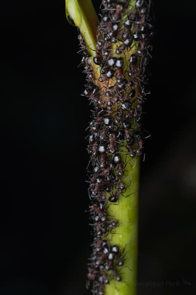 Dolichoderus cuspidatus photo 48