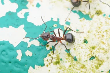 Dolichoderus cuspidatus photo 49