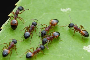 Dolichoderus plagiatus — queen photo 9