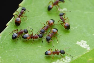 Dolichoderus plagiatus — queen photo 10