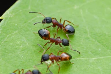 Dolichoderus plagiatus — queen photo 12