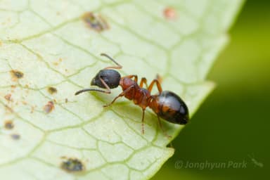 Dolichoderus plagiatus — queen photo 14