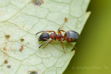 Dolichoderus plagiatus — queen photo 15