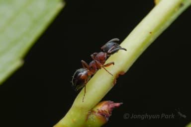 Dolichoderus plagiatus — queen photo 16