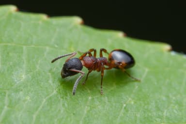 Dolichoderus plagiatus — queen photo 17