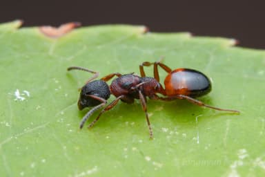 Dolichoderus plagiatus — queen photo 18