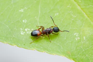 Dolichoderus plagiatus — queen photo 20