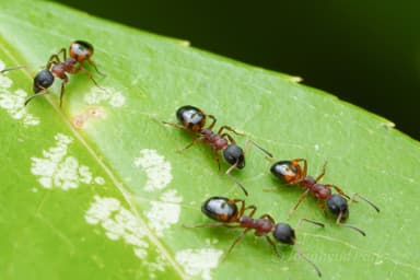 Dolichoderus plagiatus — queen photo 21