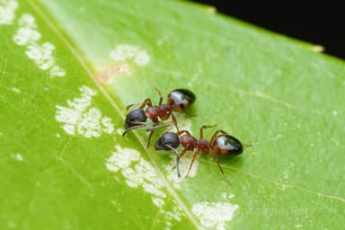 Dolichoderus plagiatus — queen photo 22