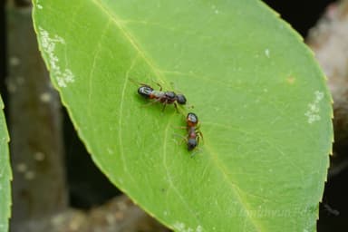 Dolichoderus plagiatus — queen photo 23