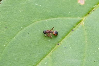 Dolichoderus plagiatus — queen photo 24