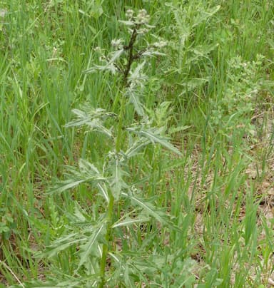 Dolichoderus plagiatus photo 26
