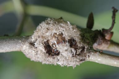 Dolichoderus plagiatus photo 27