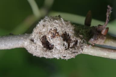 Dolichoderus plagiatus photo 28