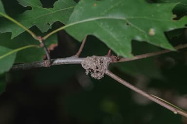 Dolichoderus plagiatus photo 29