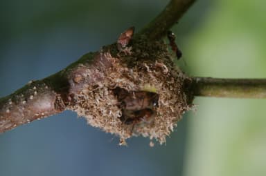 Dolichoderus plagiatus photo 40
